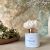 Pumpkin Spice Flower diffuser
